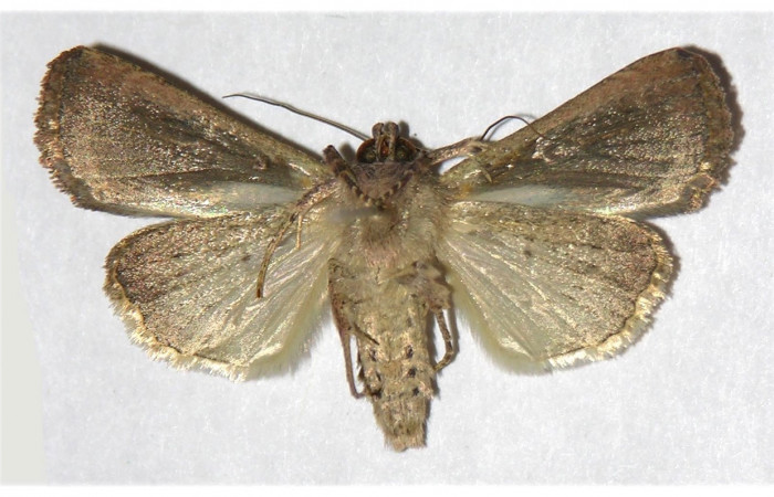 Figura 29. Adulto de <i>Condica</i> sutorDHJ02, vista ventral Voucher. (02-SRNP-32071-DHJ320035.