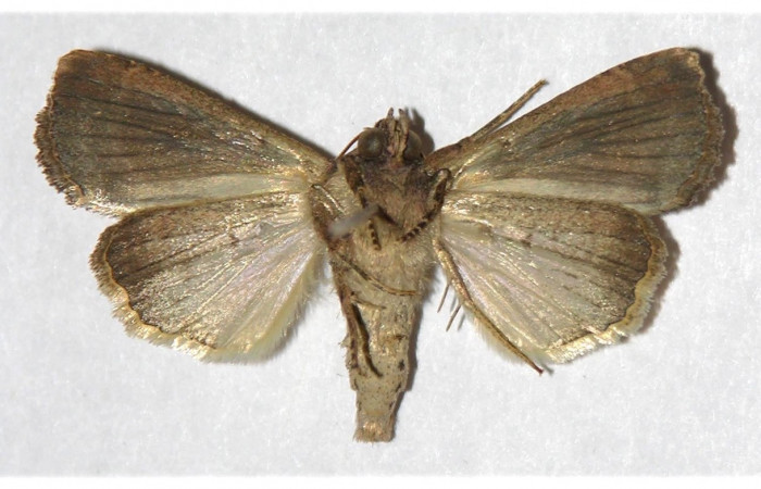 Figura 27.  Adulto de <i>[Condica</i> sutorDHJ01, vista ventral. Voucher. (02-SRNP-32077-DHJ320043.