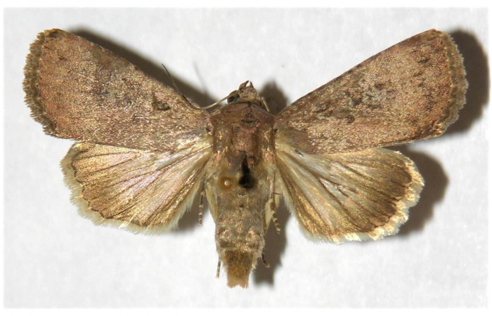 Figura 28. Adulto de <i>Condica</i> sutorDHJ02, vista dorsal. Voucher. (02-SRNP-5254-DHJ320030.