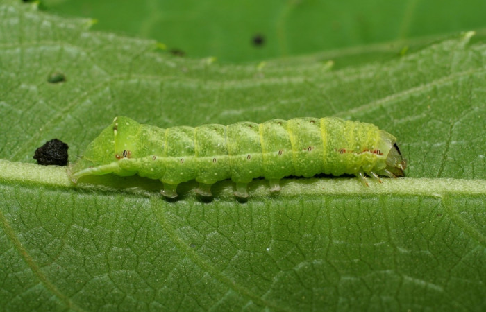 Fig. 25. Larva de <i>Condica funerea</i> (Noctuidae), alimentándose de <i>Neurolaena lobata</i> (Asteraceae).Voucher: 05-SRNP-70559-DHJ420763.
