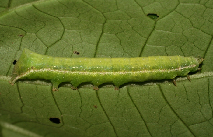 Fig. 17. Larva de  <i>Condica imitada</i> (Noctuidae), alimentándose de <i>Mikania micrantha</i>, de la familia (Asteraceae).Voucher: 07-SRNP-21938-DHJ426420.jpg