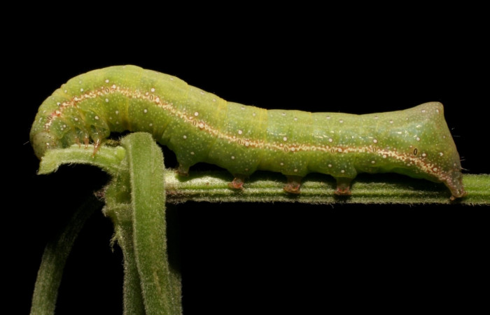 Fig. 20. Larva de  <i>Condica cupienta</i> (Noctuidae), alimentándose de <i>Mikania cordifolia</i> de la familia (Asteraceae).Voucher: 08-SRNP-40766-DHJ441996.jpg