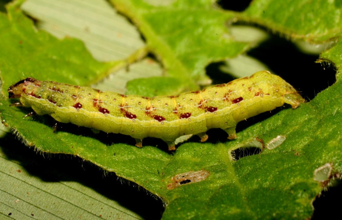 Figura 5. Larva <i>Condica</i> sutorDHJ01, Noctuidae, alimentándose de la familia (Asteraceae),  <i>Elephantopus mollis</i>. Voucher: 10-SRNP-35500-DHJ477435