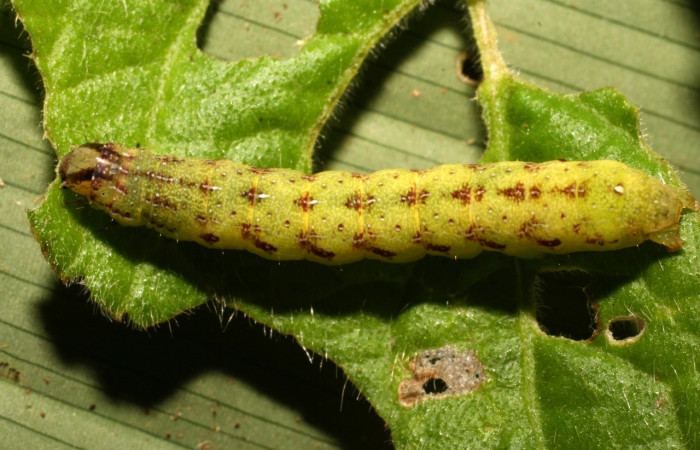 Figura 4. Larva <i>Condica</i> sutorDHJ01, Noctuidae, alimentándose de la familia (Asteraceae)  <i>Elephantopus mollis</i>. Voucher: 10-SRNP-35500-DHJ477436