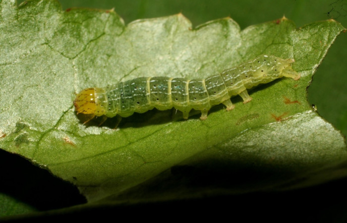 Figura 2. Larva <i>Condica</i> sutorDHJ02, Noctuidae, alimentándose de la familia (Apiaceae),  <i>Eryngium foetidum</i>. Voucher: 10-SRNP-72578-DHJ479583