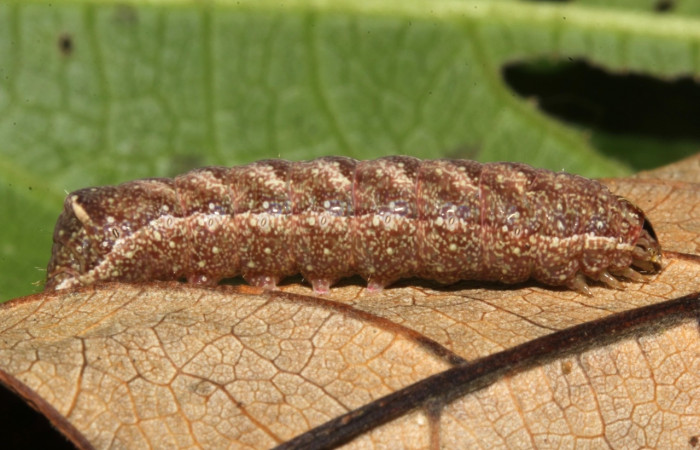 Fig. 8. Larva de  <i>Condica sutor</i> (Noctuidae), alimentándose de la familia (Asteraceae), <i>Mikania micrantha</i>.Voucher: 17-SRNP-30405-DHJ736071.