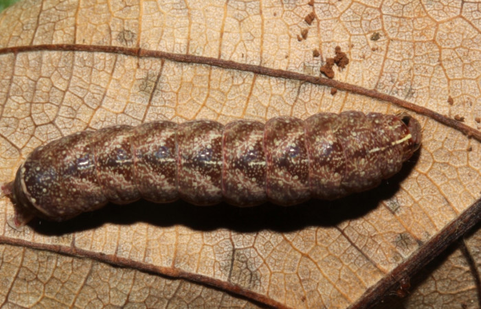 Fig. 9. Larva de <i>Condica sutor</i> (Noctuidae), alimentándose de <i>Neurolaena lobata</i>, de la familia (Asteraceae).Voucher: 17-SRNP-30405-DHJ736072.