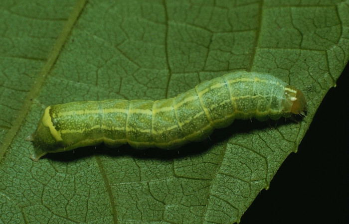 Fig. 23. Larva de  <i>Condica</i> vacillansDHJ02 (Noctuidae), alimentándose de <i>Chromolaena glaberrima</i> (Asteraceae).Voucher: 91-SRNP-1252.3-DHJ14331.