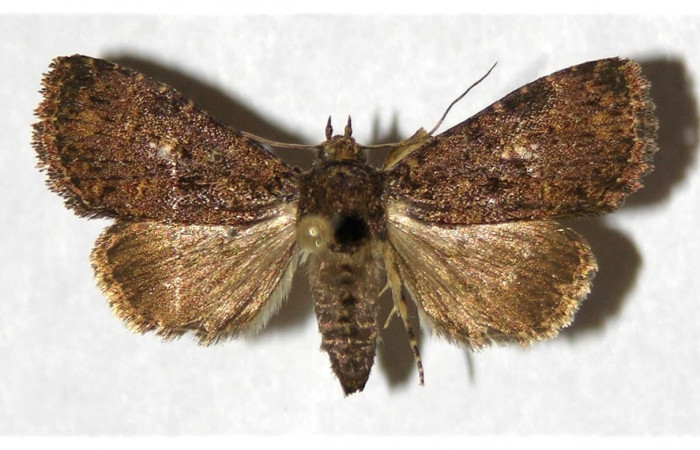 Fig. 22. Adulto de <i>Condica</i> vacillansDHJ02  (Noctuidae), alas anteriores y posteriores más oscuros y sin manchas beige. Voucher: 91-SRNP-1252.3-DHJ320930