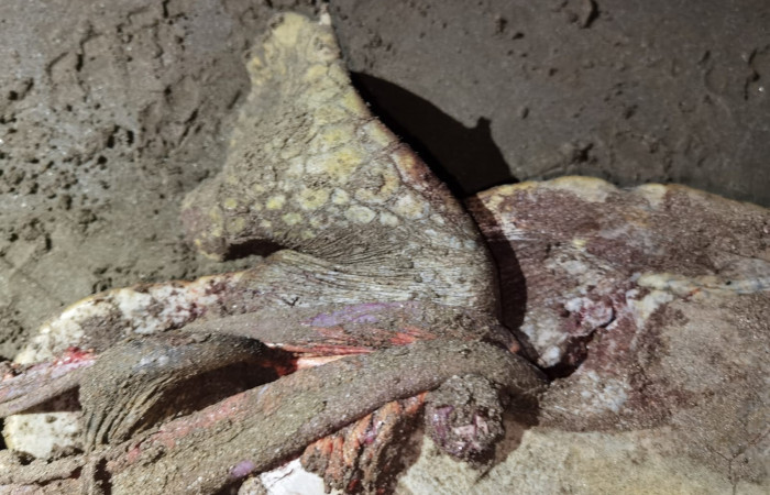 Playa El Jobo La Cruz Guanacaste  8 de noviembre 2022  Foto: Marco Bustos