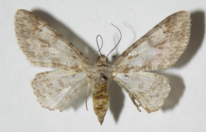 Figura 13. Adulto <i>Iridopsis lurida</i> (Geometridae), posición vista dorsal. (01-SRNP-15624-DHJ326278).