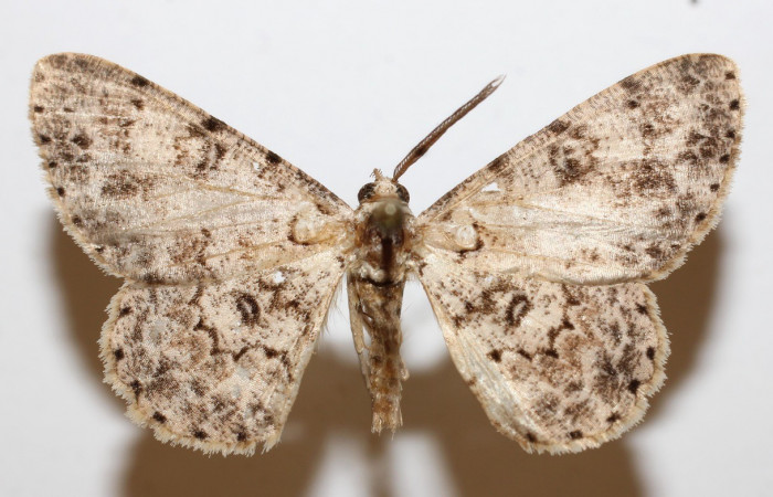 Figura 14. Adulto <i>Iridopsis</i> herseDHJ06 (Geometridae), posición vista dorsal. (18-SRNP-26657-DHJ945534).