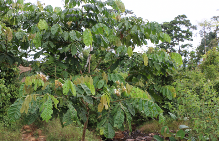 Figura 17. Planta hospedera <i>Inga edulis</i> (Fabaceae), de <i>Iridopsis</i> herseDHJ06, (Geometridae). Foto, Jorge Hernández. 30 abril 2019.