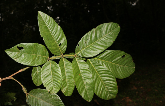 Figura 18. Planta hospedera posición hojas <i>Inga edulis</i> (Fabaceae), de <i>Iridopsis</i> herseDHJ06, (Geometridae). Foto, Jorge Hernández. 30 abril 2019.
