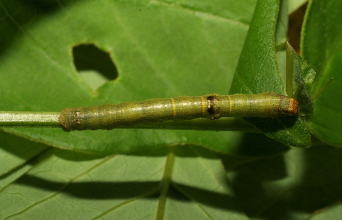 Figura 1. Dorsal entero <i>Iridopsis lurida</i>, (Geometridae), en la planta <i>Senna hayesiana</i> (Fabaceae). Sector Del Oro, Quebrada Trigal, (elevación 290 metros). Colectada 16 junio 2007. (07-SRNP-22023-DHJ426447.jpg).