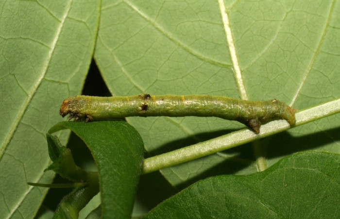 Figura 2. Lateral entero <i>Iridopsis lurida</i>, (Geometridae), en la planta <i>Senna hayesiana</i> (Fabaceae). Sector Del Oro, Quebrada Trigal, (elevación 290 metros). Colectada 16 junio 2007. (07-SRNP-22023-DHJ426445.jpg).