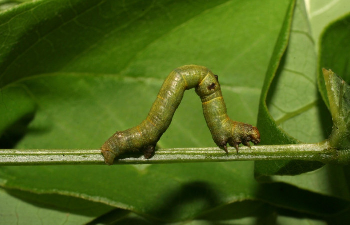 Figura 3. Lateral central <i>Iridopsis lurida</i>, (Geometridae), en la planta <i>Senna hayesiana</i> (Fabaceae). Sector Del Oro, Quebrada Trigal, (elevación 290 metros). Colectada 16 junio 2007. (07-SRNP-22023-DHJ426448.jpg).