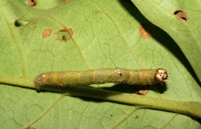 Figura 4. Dorsal central <i>Iridopsis lurida</i>, (Geometridae), en la planta <i>Eugenia hiraeifolia</i> (Myrtaceae). Sector Mundo Nuevo, Sendero Mora, (elevación 480 metros). Colectada 10 agosto 2005. (05-SRNP-59276-DHJ408568.jpg).
