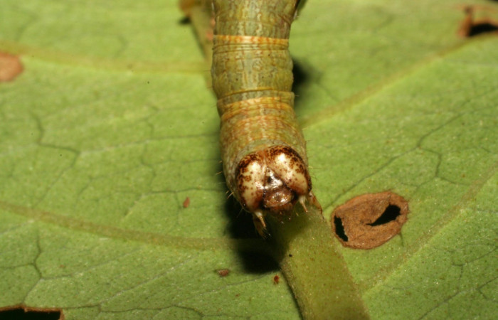 Figura 6. Cabeza <i>Iridopsis lurida</i>, (Geometridae), en la planta <i>Eugenia hiraeifolia</i> (Myrtaceae). Sector Mundo Nuevo, Sendero Mora, (elevación 480 metros). Colectada 10 agosto 2005. (05-SRNP-59276-DHJ408573.jpg).