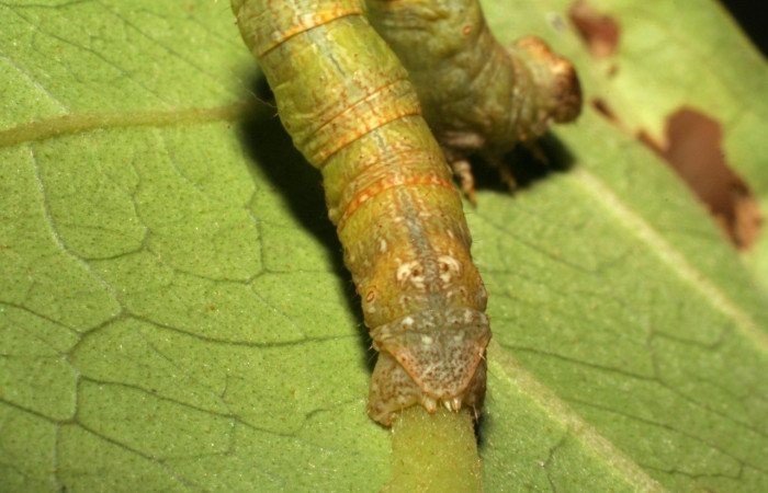 Figura 7. Parte posterior <i>Iridopsis lurida</i>, (Geometridae), en la planta <i>Eugenia hiraeifolia</i> (Myrtaceae). Sector Mundo Nuevo, Sendero Mora, (elevación 480 metros). Colectada 10 agosto 2005. (05-SRNP-59276-DHJ408569.jpg).