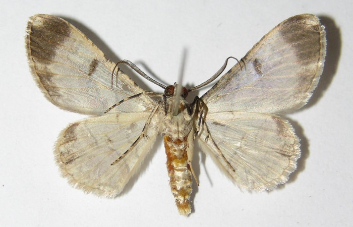 Figura 9. Adulto <i>Iridopsis lurida</i> (Geometridae), posición vista Ventral. (01-SRNP-12360-DHJ325733).