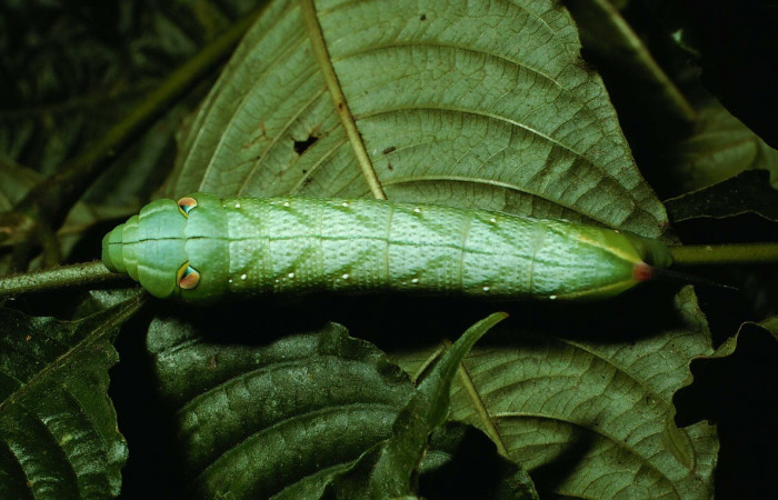 Figura. 15 Larva <i>Xylophanes adalia</i> (Sphingidae), posición dorsal entero alimentándose en <i>Palicourea cyanococca</i>, (Rubiaceae). (02-SRNP-925-DHJ64413.jpg).