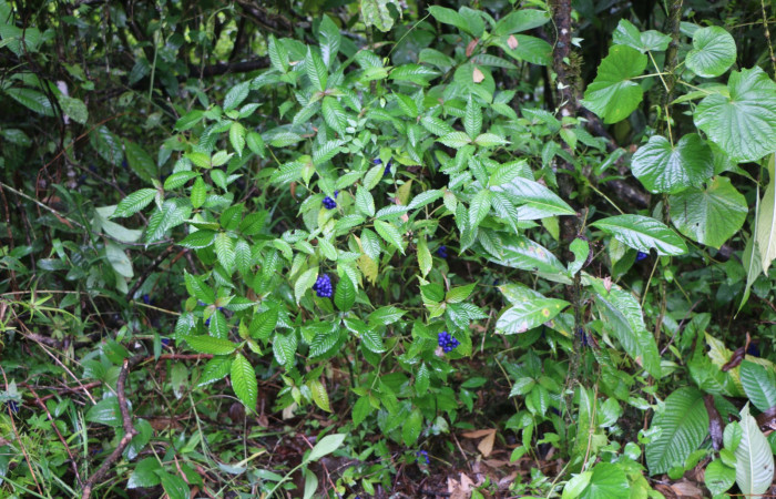 Figura. 1 Habitad, <i>Palicourea cyanococca</i>, (Rubiaceae). Area de Conservación Guanacaste. Sector Rincón Rain Forest. Cafecito, (elevación 455 metros), colectada el 28 de noviembre 2022. Foto, Jorge Hernández.