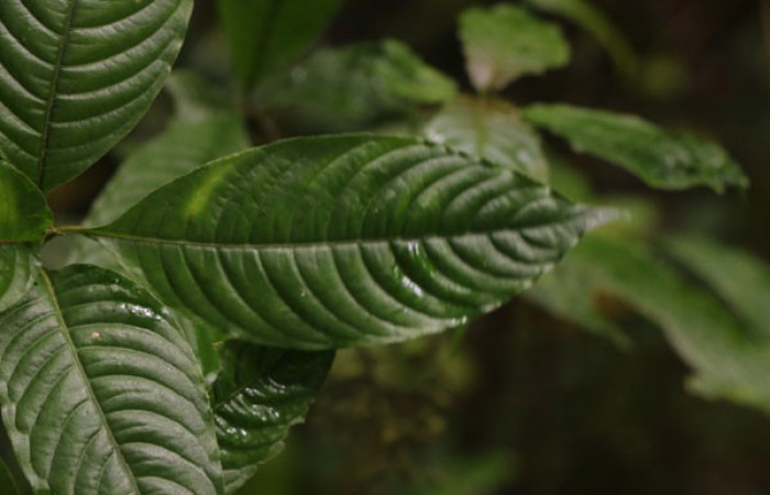 Figura. 3 Posición hojas, <i>Palicourea cyanococca</i>, (Rubiaceae). Area de Conservación Guanacaste. Sector Rincón Rain Forest. Cafecito, (elevación 455 metros), colectada el 28 de noviembre 2022. Foto, Jorge Hernández.