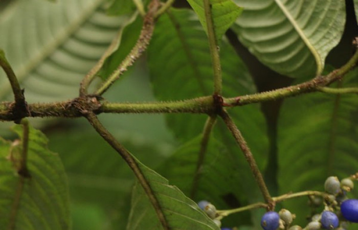 Figura. 6 Posición estípula, <i>Palicourea cyanococca</i>, (Rubiaceae). Area de Conservación Guanacaste. Sector Rincón Rain Forest. Cafecito, (elevación 455 metros), colectada el 28 de noviembre 2022. Foto, Jorge Hernández.