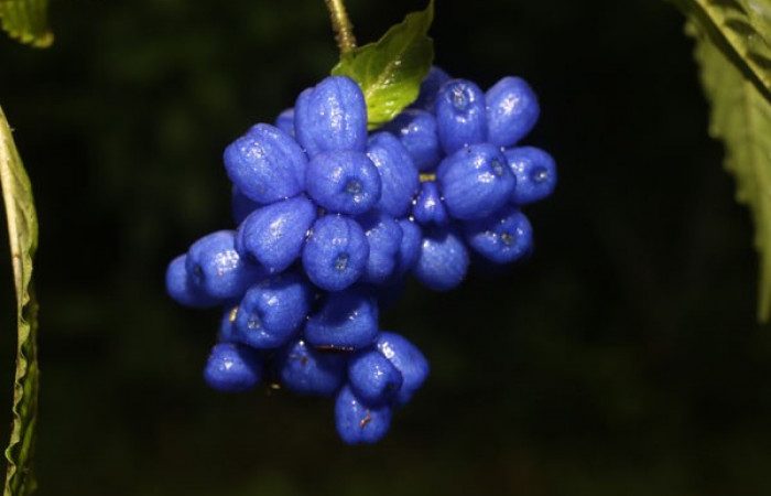 Figura. 7 Frutos en racimo, <i>Palicourea cyanococca</i>, (Rubiaceae). Area de Conservación Guanacaste, Sector Rincón Rain Forest, Cafecito, (elevación 455 metros), colectada el 28 de noviembre 2022. Foto, Jorge Hernández.