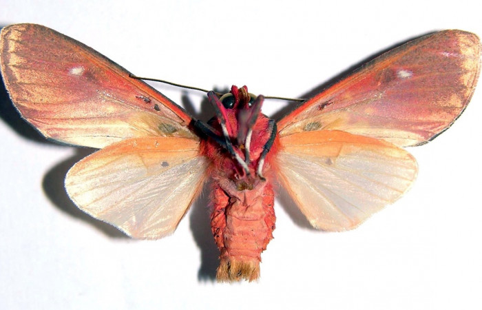 Fig. 11 Adulto <i>Melese monima</i> (Erebidae), vista lateral mide 35mm. Rio Blanco Abajo, Sector San Cristobal, 500m. 00-SRNP-11966-DHJ93285.