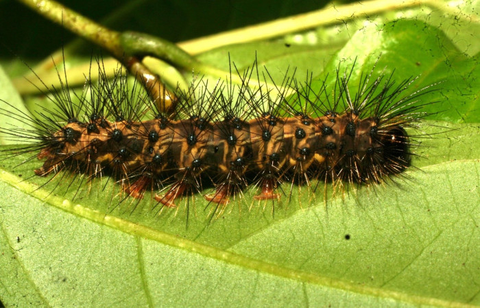 Fig. 13 Larva <i>Melese monima</i> (Erebidae), vista lateral mide 30mm. Estacion Pitilla, Sector Pitilla, 675m.11-SRNP-32871-DHJ484369.jpg
