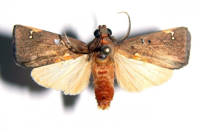 Fig. 3 Adulto <i>Melese asana</i> (Erebidae), macho vista lateral mide 26mm. Sendero Albergue Crater, Sector Rincon Rain Forest, 980m. 03-SRNP-6563-DHJ94092.