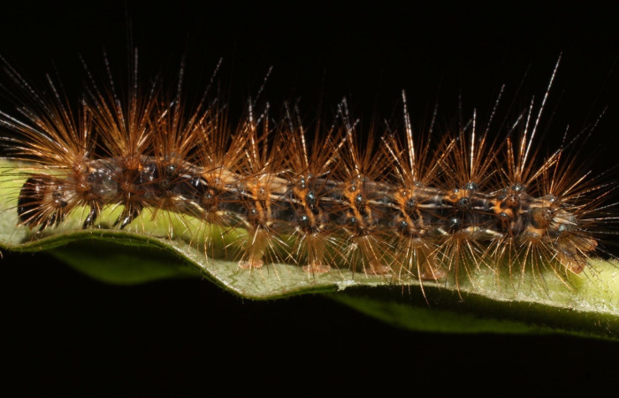 Fig. 7 Larva <i>Melese asana</i> (Erebidae), vista lateral mide 23mm. Sendero Perdido, Sector San Cristóbal 620m. 19-SRNP-502-DHJ758581.jpg