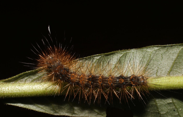 Fig. 8 Larva <i>Melese asana</i> (Erebidae), vista lateral mide 23mm. Sendero Perdido, Sector San Cristóbal, 620m.19-SRNP-502-DHJ758582.jpg