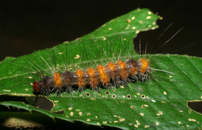 Fig. 9 Larva <i>Melese asana</i> (Erebidae), vista lateral mide 23mm. Finca San Gabriel, Sector San Cristobal, 645m. 09-SRNP-40041-DHJ451386.jpg