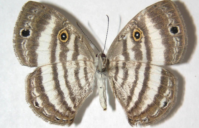 Fig.18. Adulto hembra de <i>Leucochimona molina</i> (Riodinidae), vista ventral. Voucher: 02-SRNP-7419-DHJ359417.     