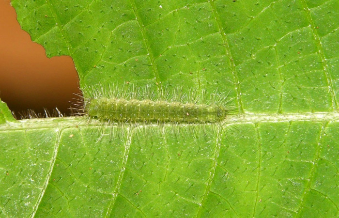 Fig. 1. Larva de <i>Leucochimona iphias</i> (Riodinidae), vista dorsal, alimentándose de <i>Palicourea pilosa</i> (Rubiaceae). Voucher: 04-SRNP-34448-DHJ401561.jpg       