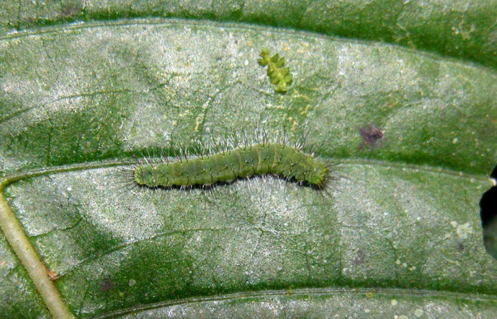 Fig. 2. Larva de <i>Leucochimona iphias</i> (Riodinidae), vista dorsal, alimentándose de <i>Palicourea berteroana</i> (Rubiaceae). Voucher: 04-SRNP-56178-DHJ402193.jpg.        