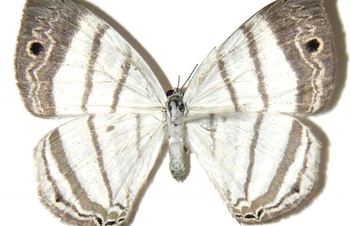 Fig.13. Adulto de <i>Leucochimona iphias</i> (Riodinidae), vista dorsal. Voucher: 04-SRNP-60929-DHJ307336.