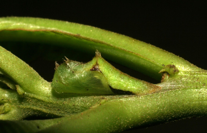 Fig.9 . Pupa de <i>Leucochimona molina</i> (Riodinidae), vista lateral, en planta hospedera <i>Ludwigia foliobracteolata</i> (Onagraceae). Voucher: 05-SRNP-42195-DHJ407525.jpg.    
