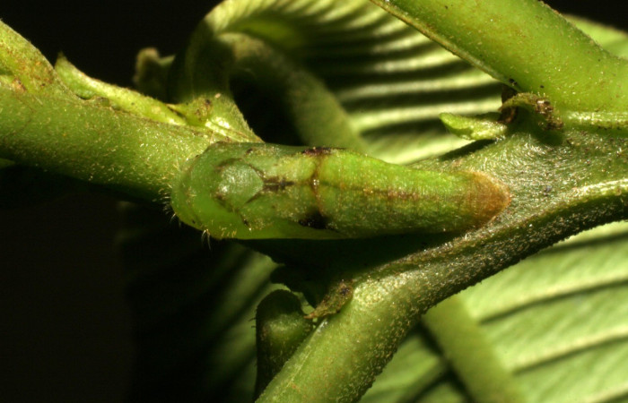 Fig.10 . Pupa de <i>Leucochimona molina</i> (Riodinidae), vista lateral, en planta hospedera <i>Ludwigia foliobracteolata</i> (Onagraceae). Voucher: 05-SRNP-42195-DHJ407526.jpg.        
