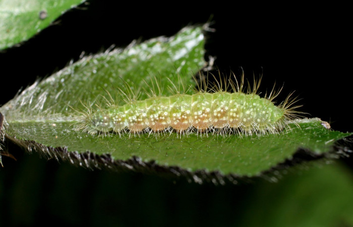 Fig.4 . Larva de <i>Leucochimona iphias</i> (Riodinidae), vista lateral alimentándose de <i>Palicourea pilosa</i> (Rubiaceae). Voucher: 05-SRNP-70549-DHJ420739.jpg.        