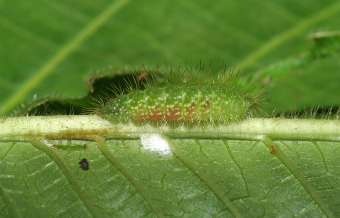Fig.5 . Larva de <i>Leucochimona iphias</i> (Riodinidae), vista lateral alimentándose de <i>Palicourea pilosa</i> (Rubiaceae). Voucher: 06-SRNP-32190-DHJ413372.       