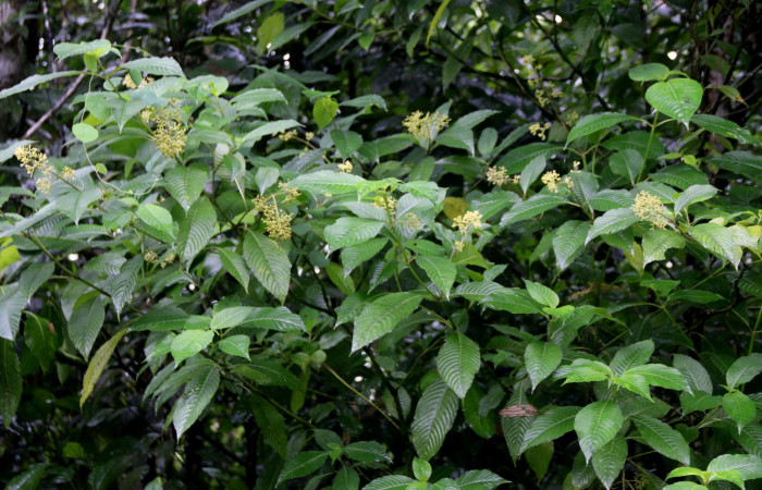 Fig. 21. Planta hospedera de <i>Leucochimona iphias</i> (Riodinidae), <i>Palicourea berteroana</i>, (Rubiaceae). Aquí se muestra la planta con floración. Foto de Brigitte Vilchez R. Estación Biológica Wege. Diciembre 2022.