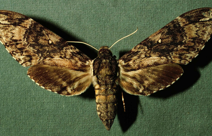 Fig. 01. Hembra de <i>Manduca dilucida</i> (Sphingidae), vista dorsal, 98mm de envergadura. Voucher: INBIOCRI002795036.jpg.