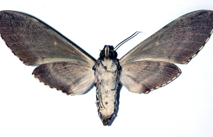 Fig. 02. Hembra de <i>Manduca dilucida</i> (Sphingidae), vista ventral, 98mm de envergadura. Voucher: 84-SRNP-326-DHJ96133.jpg.