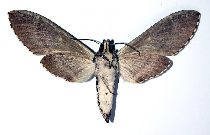 Fig. 04. Macho de  <i>Manduca dilucida</i> (Sphingidae), vista ventral, 86mm de envergadura. Voucher: 84-SRNP-604.24-DHJ96125.jpg.