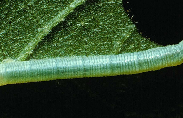 Fig. 07. Larva de <i>Manduca dilucida</i> (Sphingidae), primer estadío 12mm de longitud, alimentandose de <i>Cordia alliodora<i> (Cordiaceae). Voucher: 84-SRNP-241-DHJ7237.jpg.