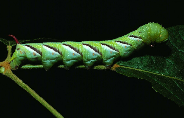 Fig. 09. Larva de <i>Manduca dilucida</i> (Sphingidae), último estadío 55mm de longitud, alimentandose de <i>Handroanthus ochraceus</i> (Bignoniaceae). Voucher: 84-SRNP-664.03-DHJ26125.jpg. 